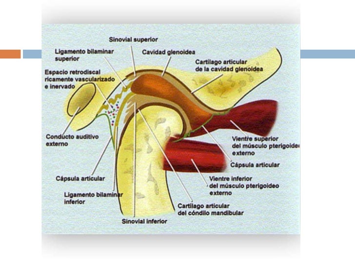atm articulacion temporomandibular